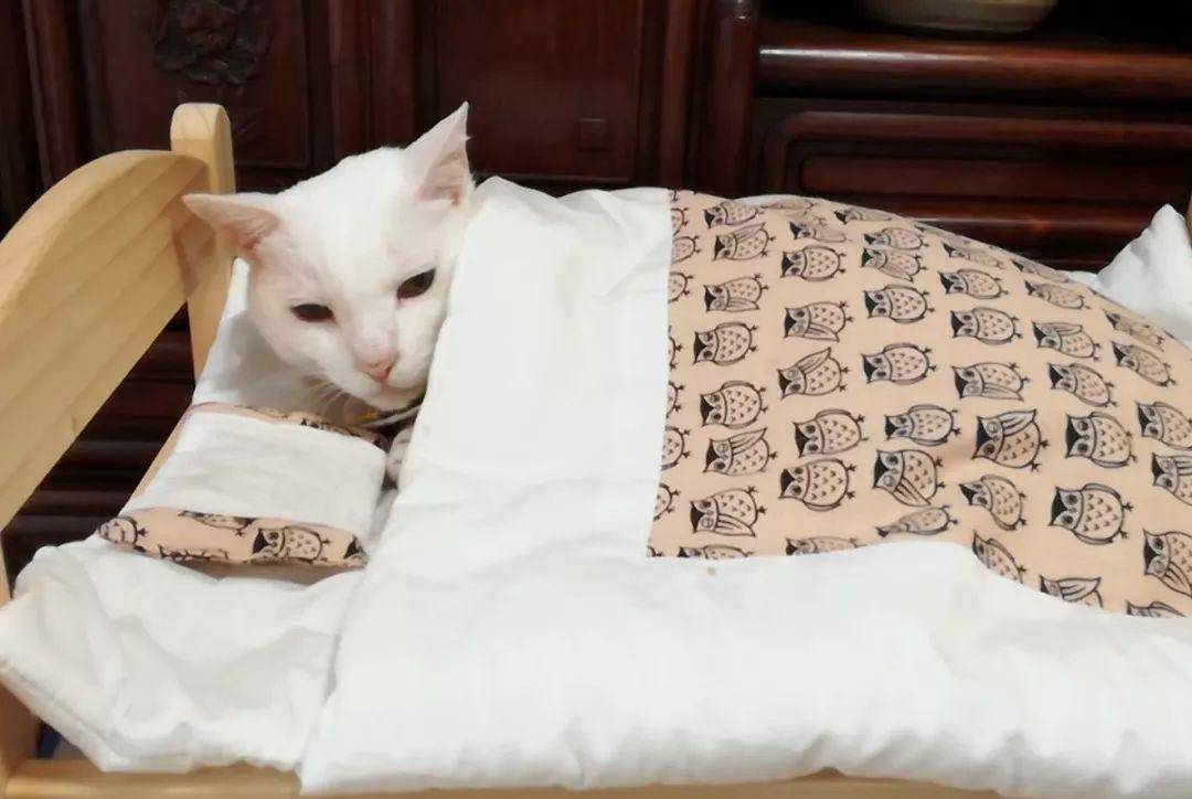 今日话题:你的猫咪,开始钻被窝睡觉了吗?