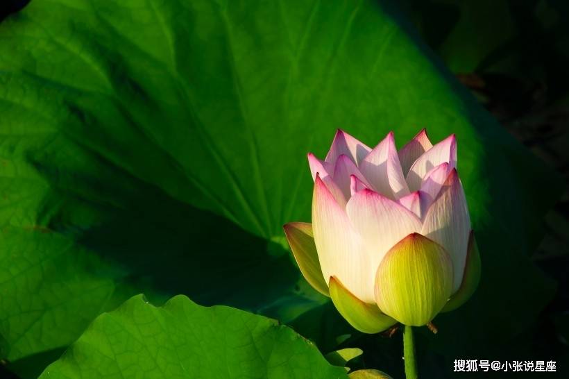 4生肖,下个月起鸿运当头,财运驾到,发正财偏财,赚得金钵满盆