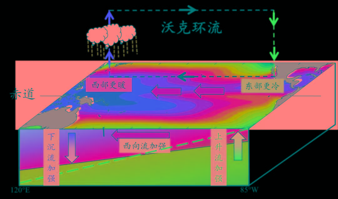 拉尼娜发生时的海洋和大气状况当沃克环流变弱时,自东太平洋向西堆积