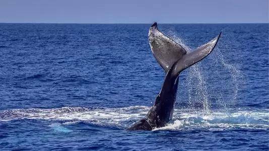 原创一种让鲸鱼不敢露出水面一种让鲸鱼撞船鲸鱼天敌到底是什么
