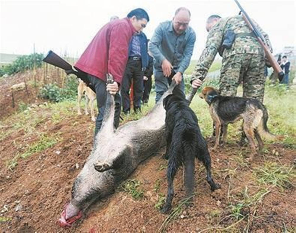 原创野猪泛滥毁坏庄稼多地下令捕猎不再保护农民希望推广