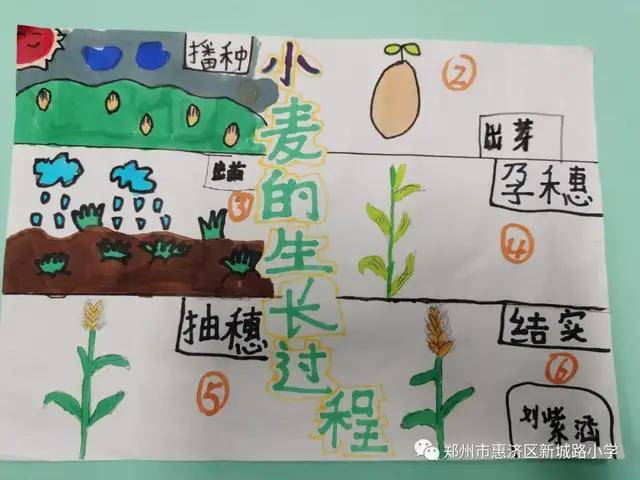 新城路小学先布置了实践作业,让孩子自己去探索小麦的生长和种植知识