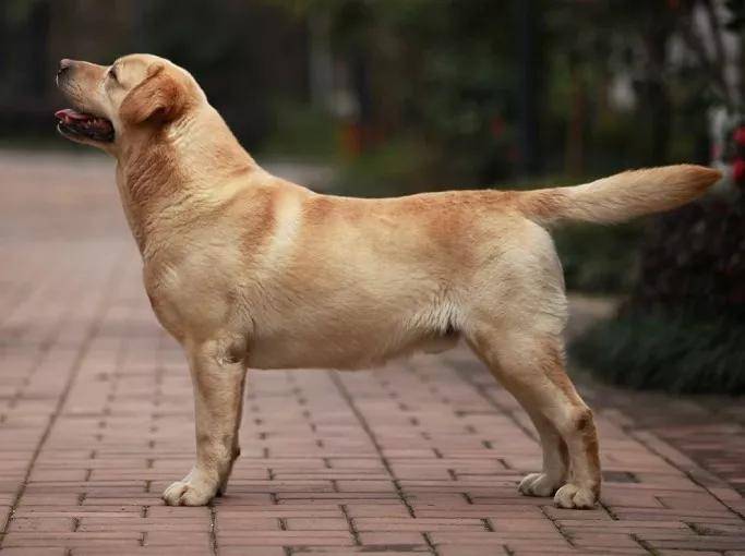 介绍一下第一只在中国完成冠军登陆和国际冠军登陆的拉布拉多犬