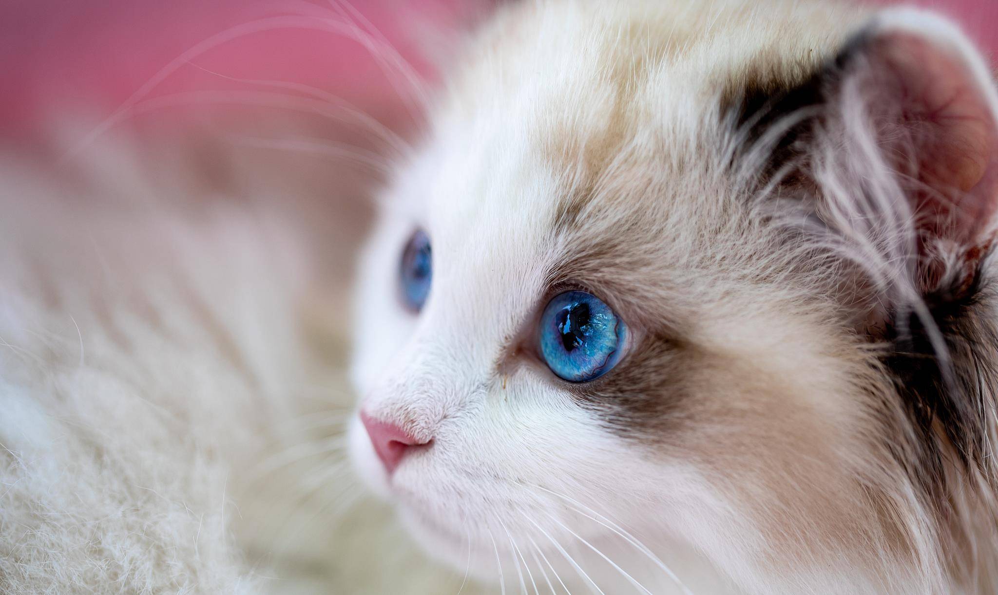 原创布偶猫品种分类名称有哪些