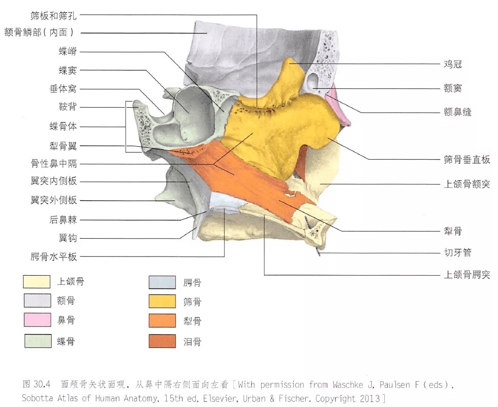 解剖丨颈部,颅面骨