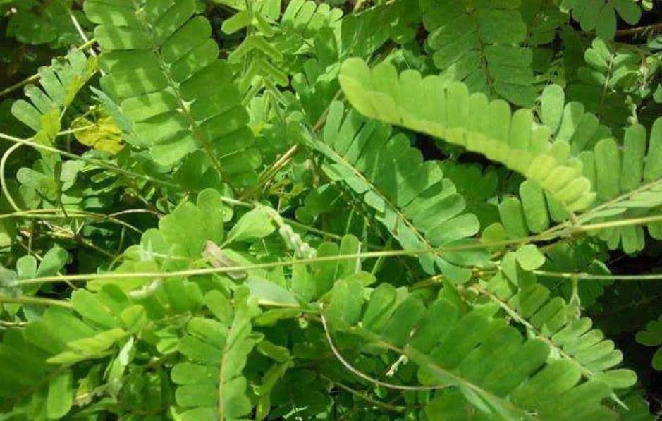 一种长着豆荚的野草,毒性很强,但春夏交替用来煲汤,能