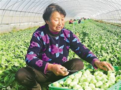 村民在蔬菜合作社收割青菜.记者 陈杰超 摄