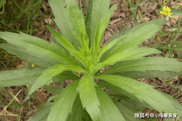 原创此植物名为小蓬草不认识的当成野草农民用来缓解肠胃不适