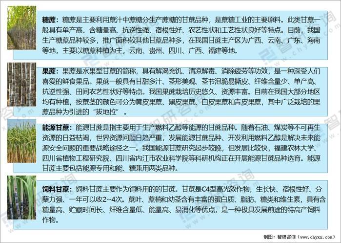 2020年中国甘蔗市场供需现状及进出口贸易分析广西甘蔗产量全国排名第