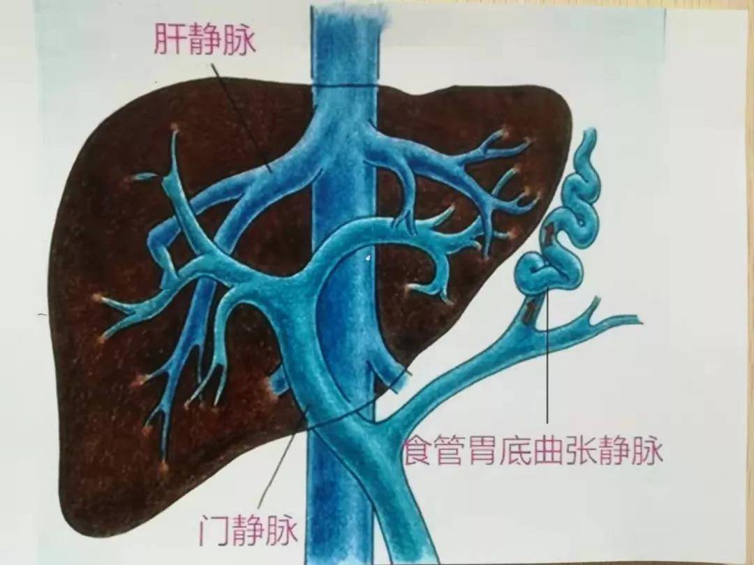 门静脉_饺子_消化道