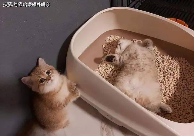 原创为什么有的猫咪吃猫砂从这四个原因入手让猫咪明白猫砂不能吃