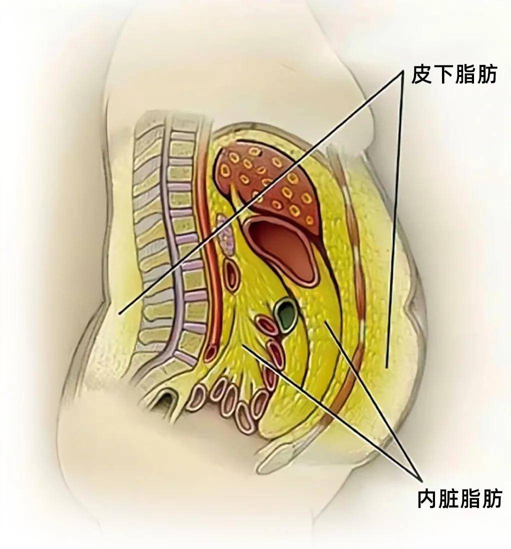 那我们今天说一说,为什么你的小肚子总是堆积在你的腰