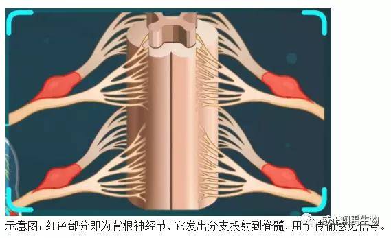 血清对背根神经节细胞的保护作用