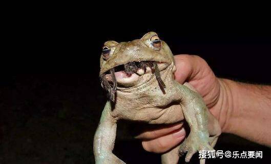 原创海蟾蜍大肆入侵澳洲已扩增到15亿只还会分泌无人可挡的毒液