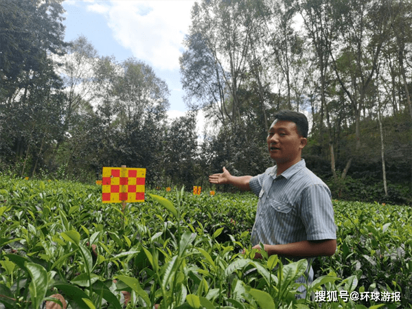 《大美临沧·滇红凤庆》之三:历史沉淀,锤炼千古红茶