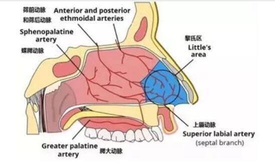 娃流鼻血时仰头能止血吗？效果不好还有害！要懂正确的止血方法