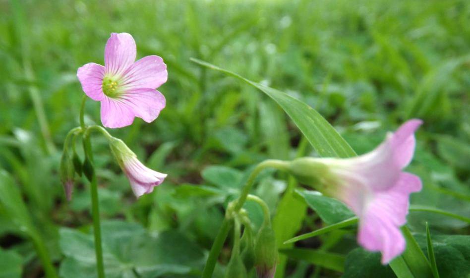 7天后桃花朵朵开姻缘从天而降3星座偶遇真爱余生不再分离