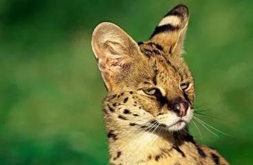 猞猁,薮猫,豹猫,狞猫,傻傻分不清楚_驯化_体型_猎物