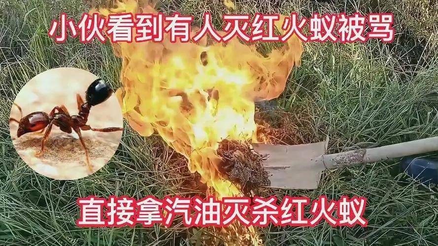 红火蚁入侵我国12省,美国90年都没解决的问题,中国行吗?