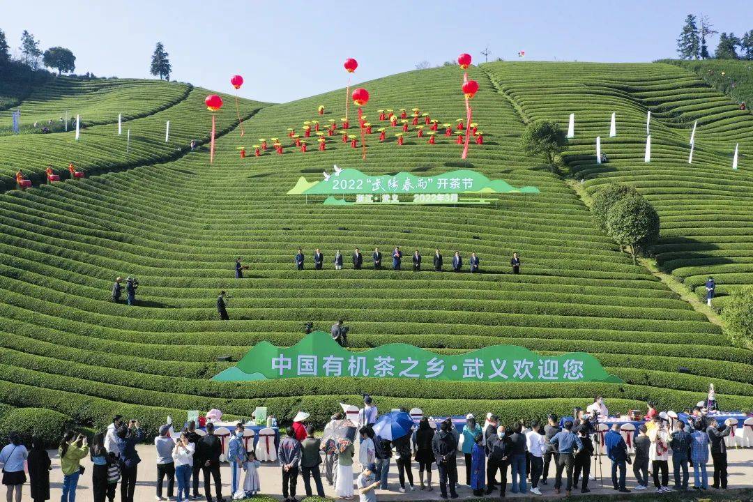 春天里 向共富 武义举行2022"武阳春雨"开茶节_茶叶_茶园_数字