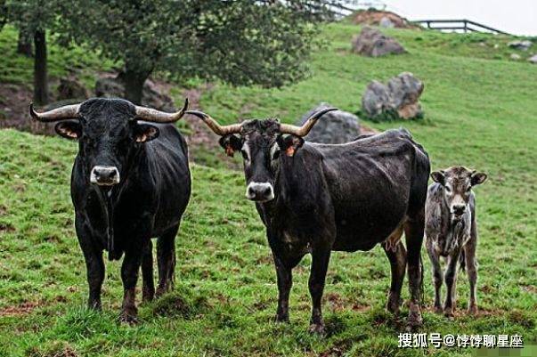 生肖牛的人基本上是富有的,他们的朋友们大部分时间都很忙.