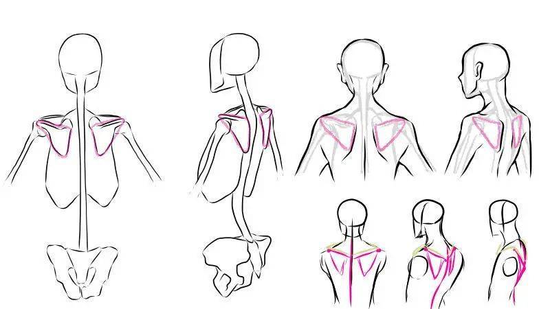 如何拉背注意肩胛骨的运动