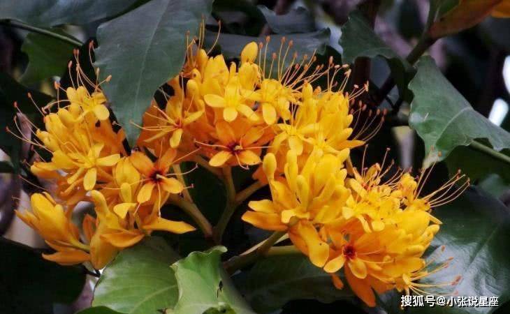 称之为"火虎",4月下旬一到,易得81年"木鸡"相助,构建"酉木生寅火"之局