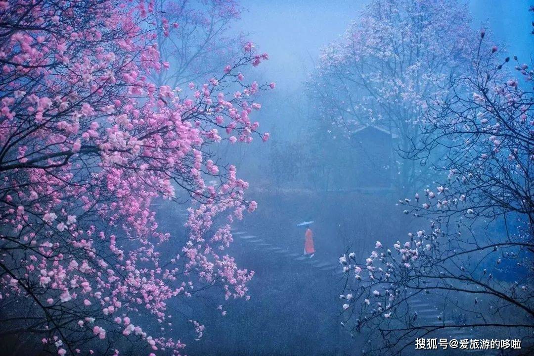 李子柒消失200天后归来,带来最仙辛夷花海,这座小城