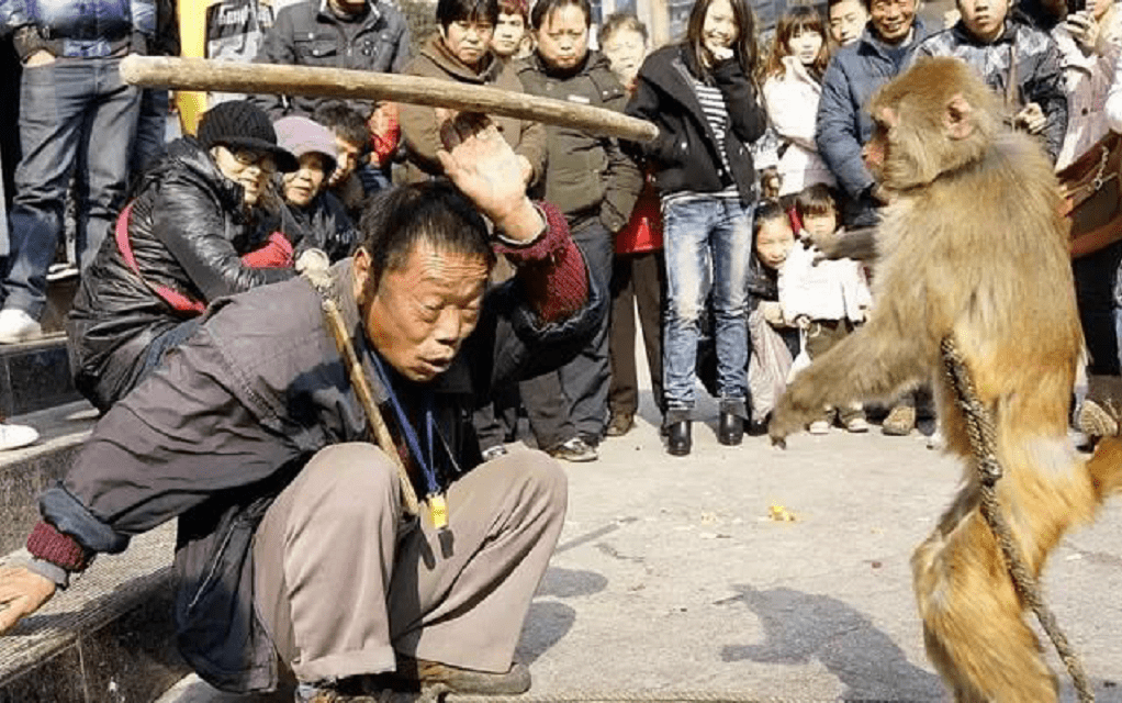 喝酒,杀人,吃同类的肉,印度猴子为何没人管?