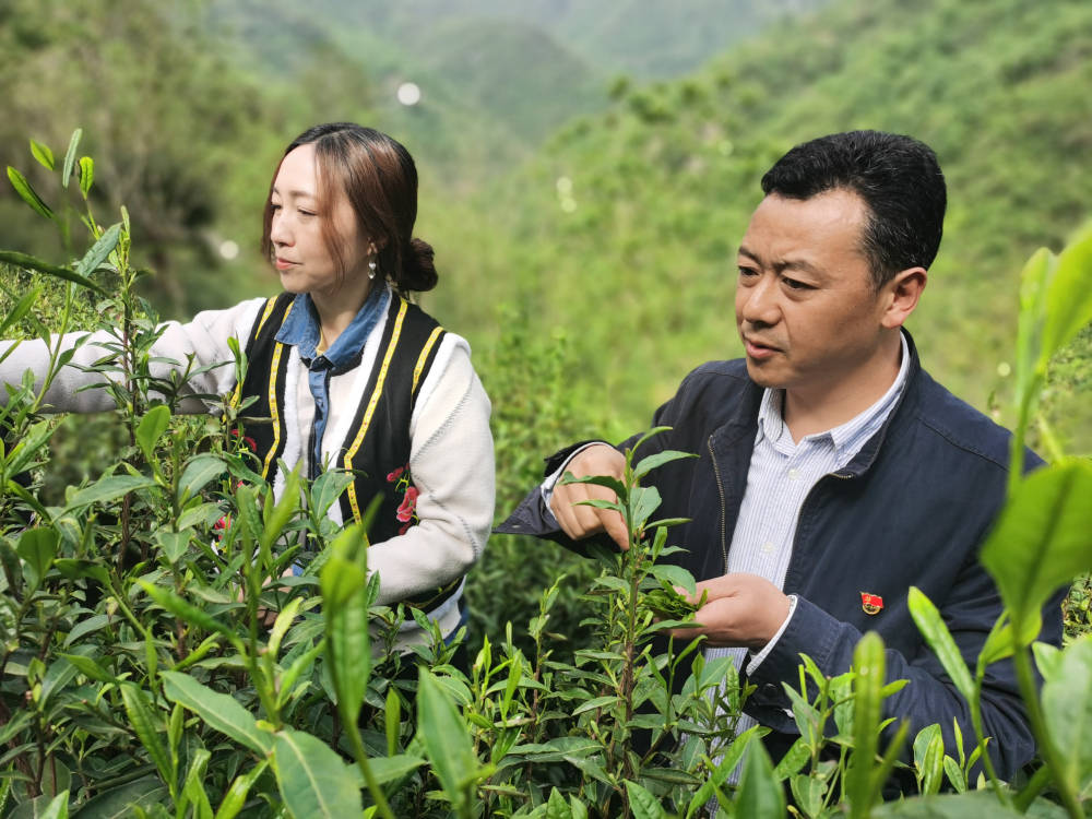 平武县竹坝村茶叶竹笋出山啦一竹一叶绘就乡村振兴新钱景