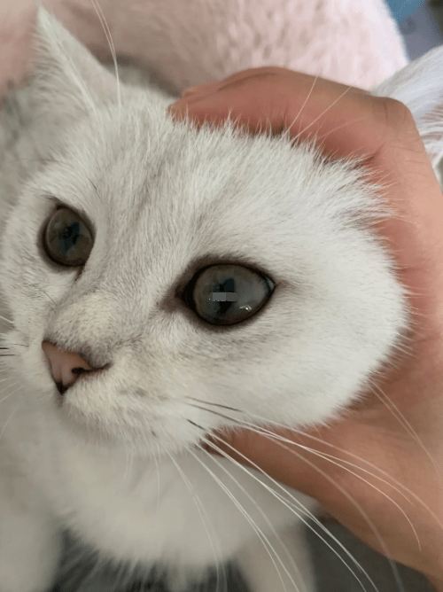 猫咪眼睛的瞳孔的状态到底代表心灵