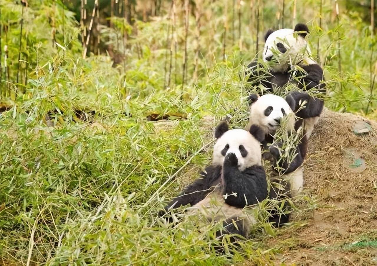 大熊猫为什么会成为中国所特有的物种_生活_的地区_我国