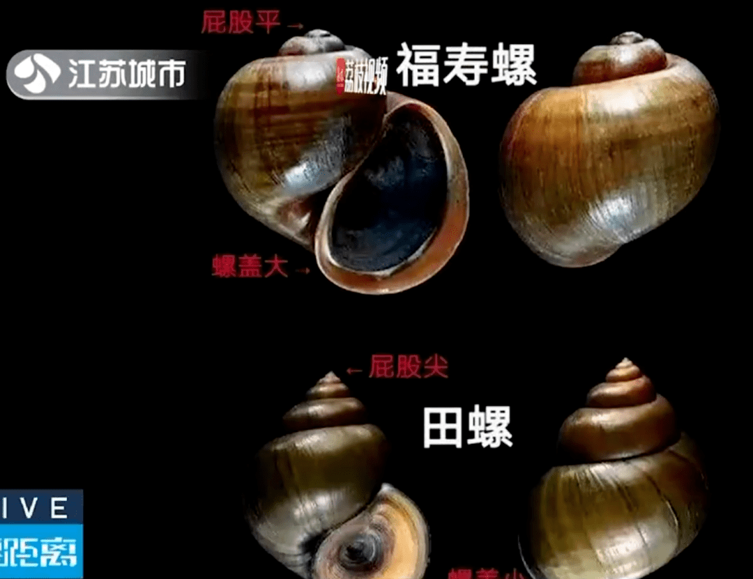 福寿螺体内寄生虫多达6000条纹织螺比它还可怕