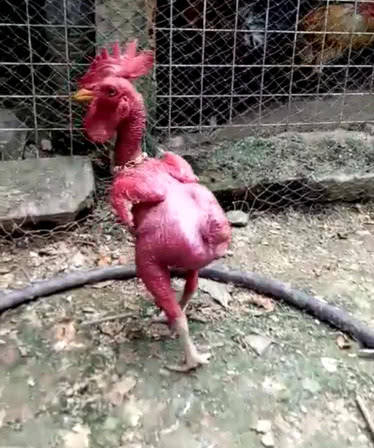 后来男子去问邻居,才知道这只大公鸡不知道是什么毛病,最近开始掉毛
