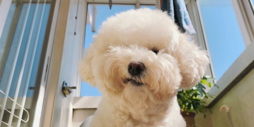 没有"掉毛"困扰的5类狗狗,看看有你爱的吗_毛发_毛犬_马尔济斯