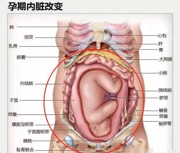 看到一张怀孕的肚子内部图,帮妈才知道孕妇的"肚量"有多大.