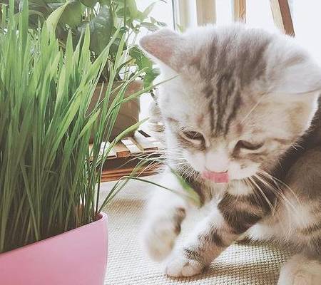 辟谣:猫咪吐毛球不是真的"球",铲屎官要提起对毛球症的重视_方法_肚子