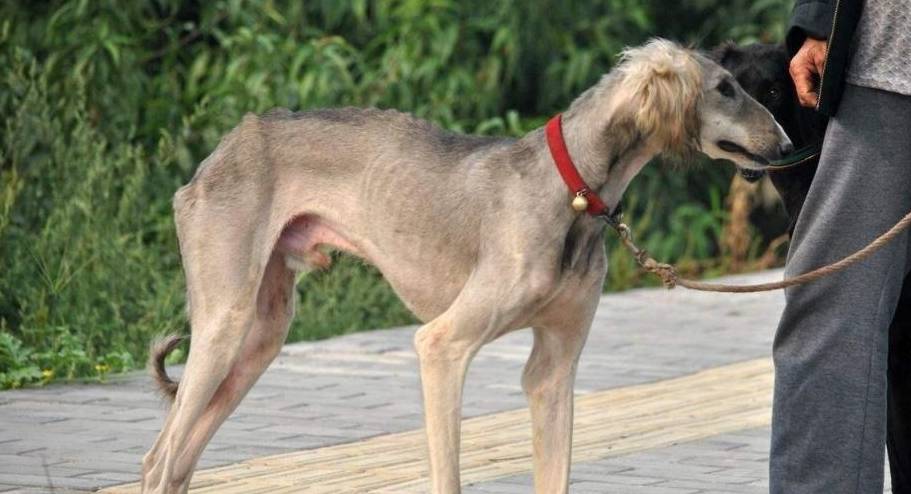 我们中华田园犬之一,细犬曾经非常流行,但由于引进了国外的宠物狗品种