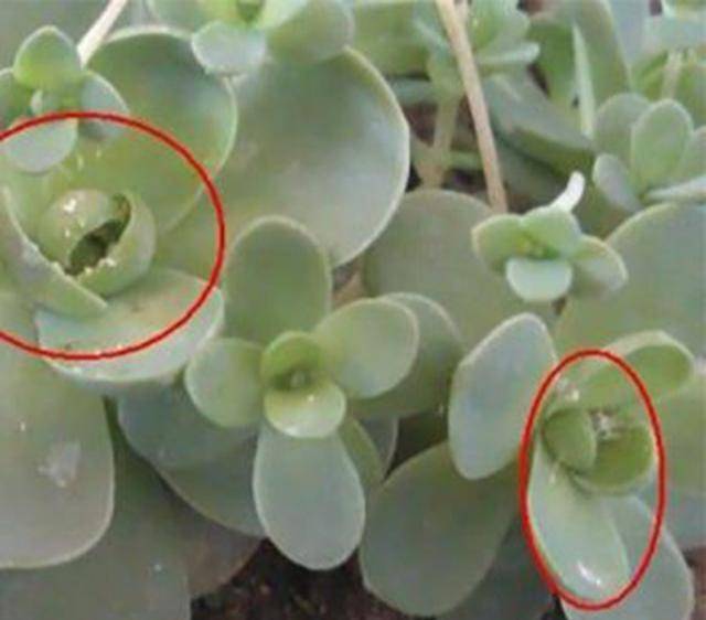 花盆里有蚧壳虫,喷一喷,埋点药,一天害虫全赶走_介壳_植物_小白