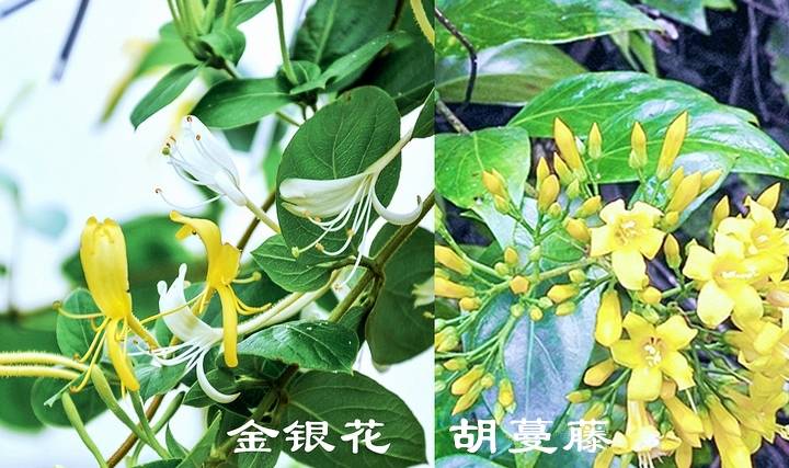 此为"断肠草",花像金银花却全株含毒,可惜懂的人不多_植物_食用_农村