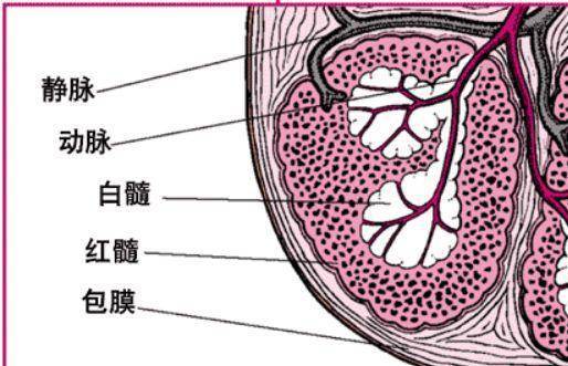 脾脏外层有结实的包膜,包膜内的实质可分为红髓,白髓和边缘区三部分.