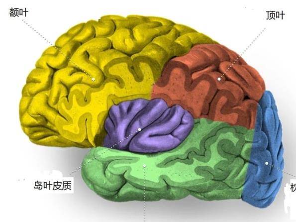 当人们感觉自己在撒谎时,大脑中一种名叫"岛叶皮质"的物质会被激活.