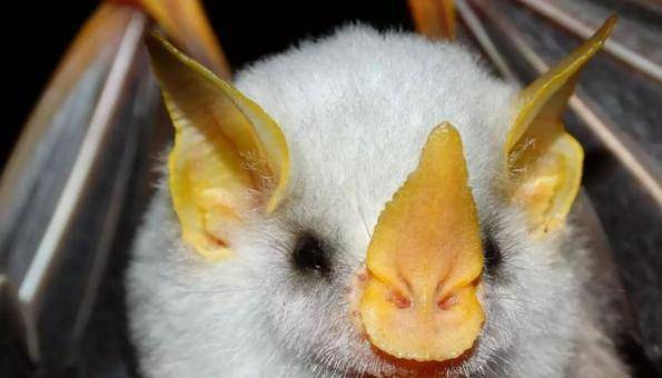 洪都拉斯白蝙蝠长得像猪猪奶黄包的蝙蝠界颜值担当