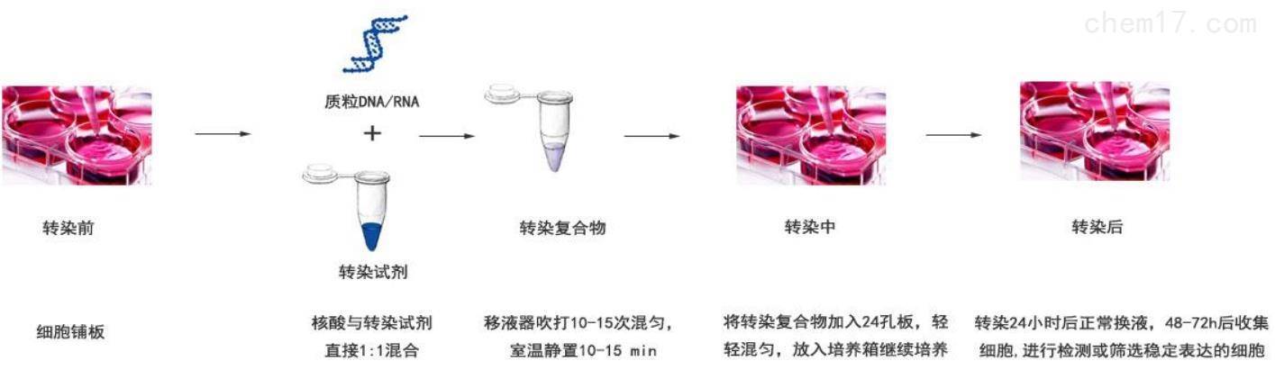 zeta高效转染试剂人淋巴悬浮细胞转染试剂产品说明