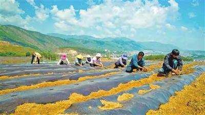 "近日,在施甸县由旺镇华兴社区,业主段福开带着工人对膜下苗进行破膜