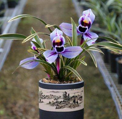 原创紫月荷犹如仙境之花花开荷瓣兰香馥郁叶带金边还好养