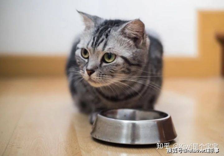 家养短毛猫的15个常见问题及应对方案