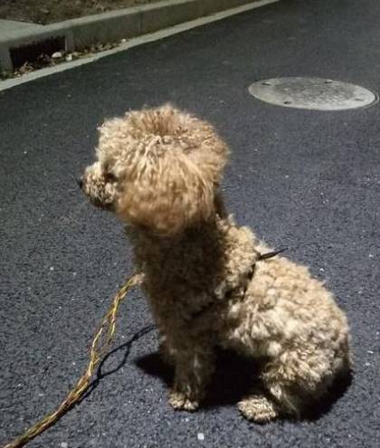 泰迪犬这么聪明,为什么还会容易走丢?背后原因有5点!_&_狗狗_nbsp