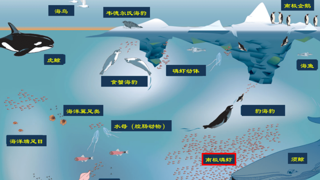 抢占底层资源,自己的粮食"自己种"_磷虾_体型_生物