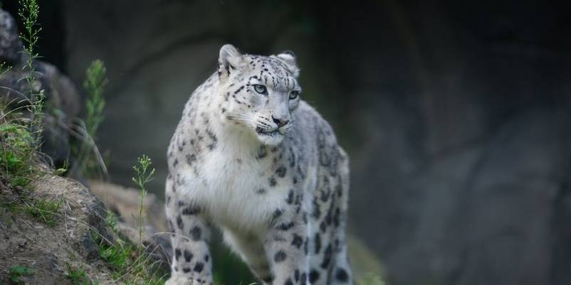 雪豹的叫声很魔性,是因为它的舌骨很特殊,在猫科中仅此一份_动物_发声